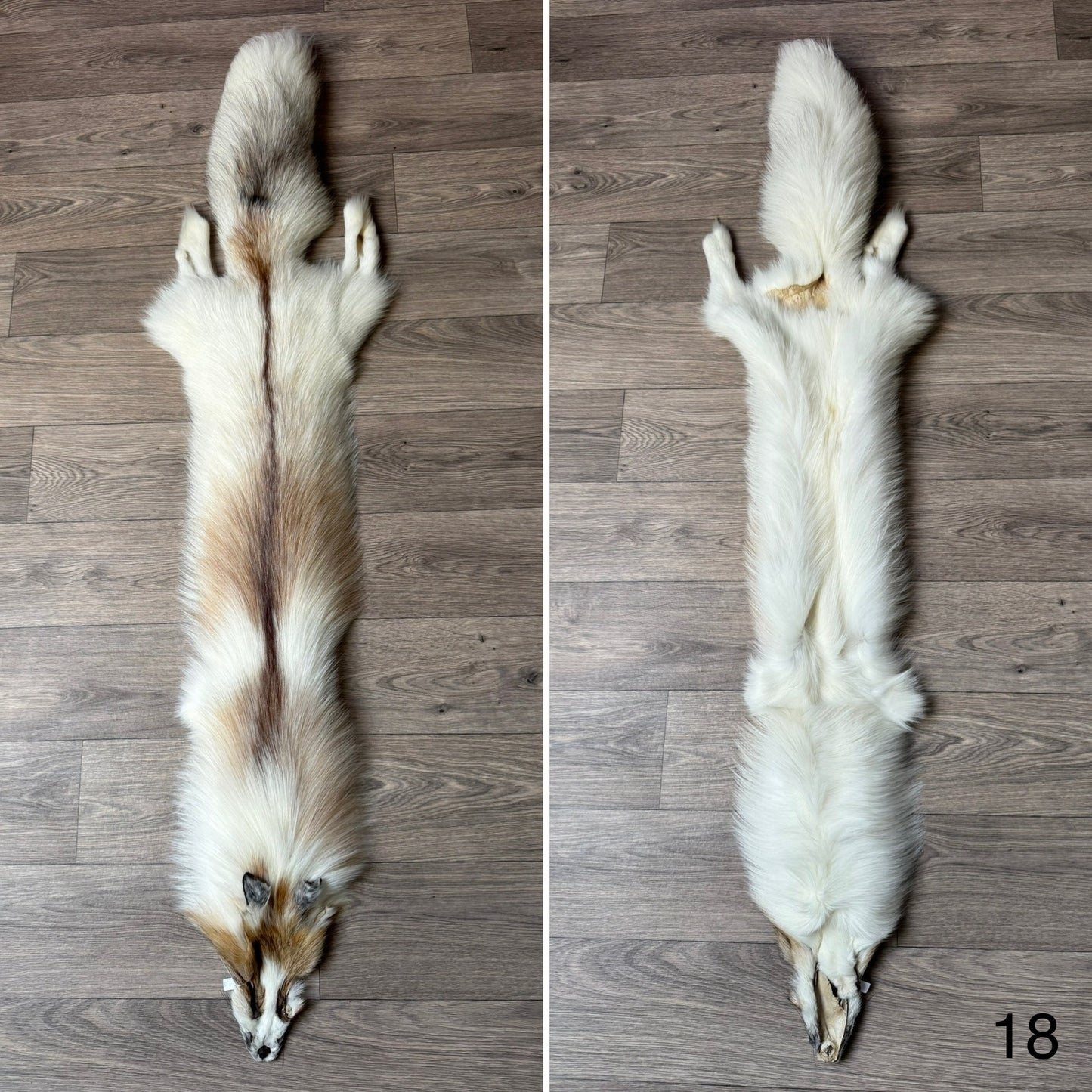 Sun Glow fox pelt (18)