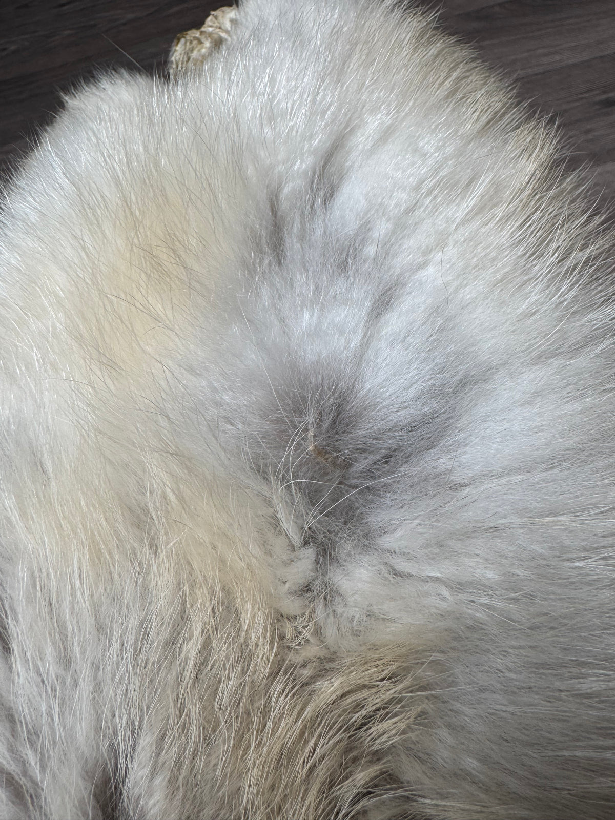 Arctic tanuki pelt (6)