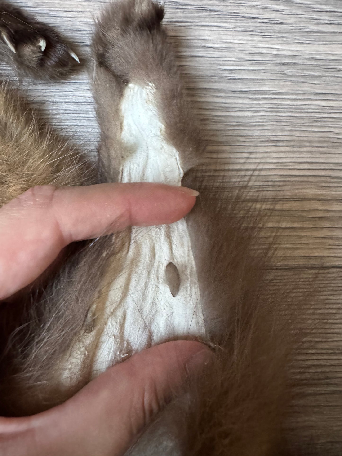 Female pine marten mountable pelt (2)