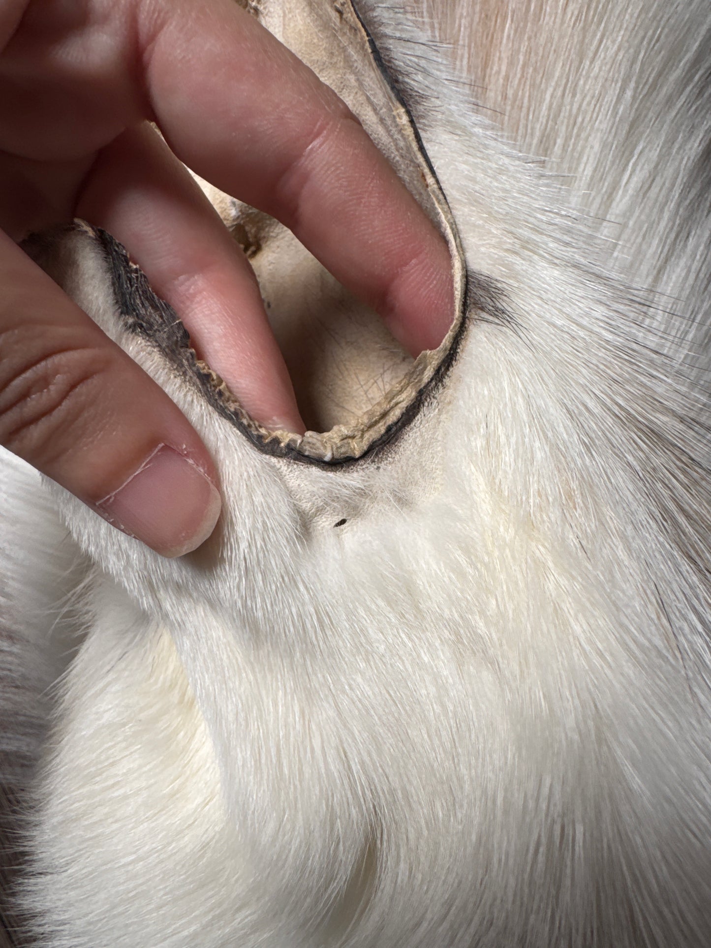 Sun Glow fox pelt (20)