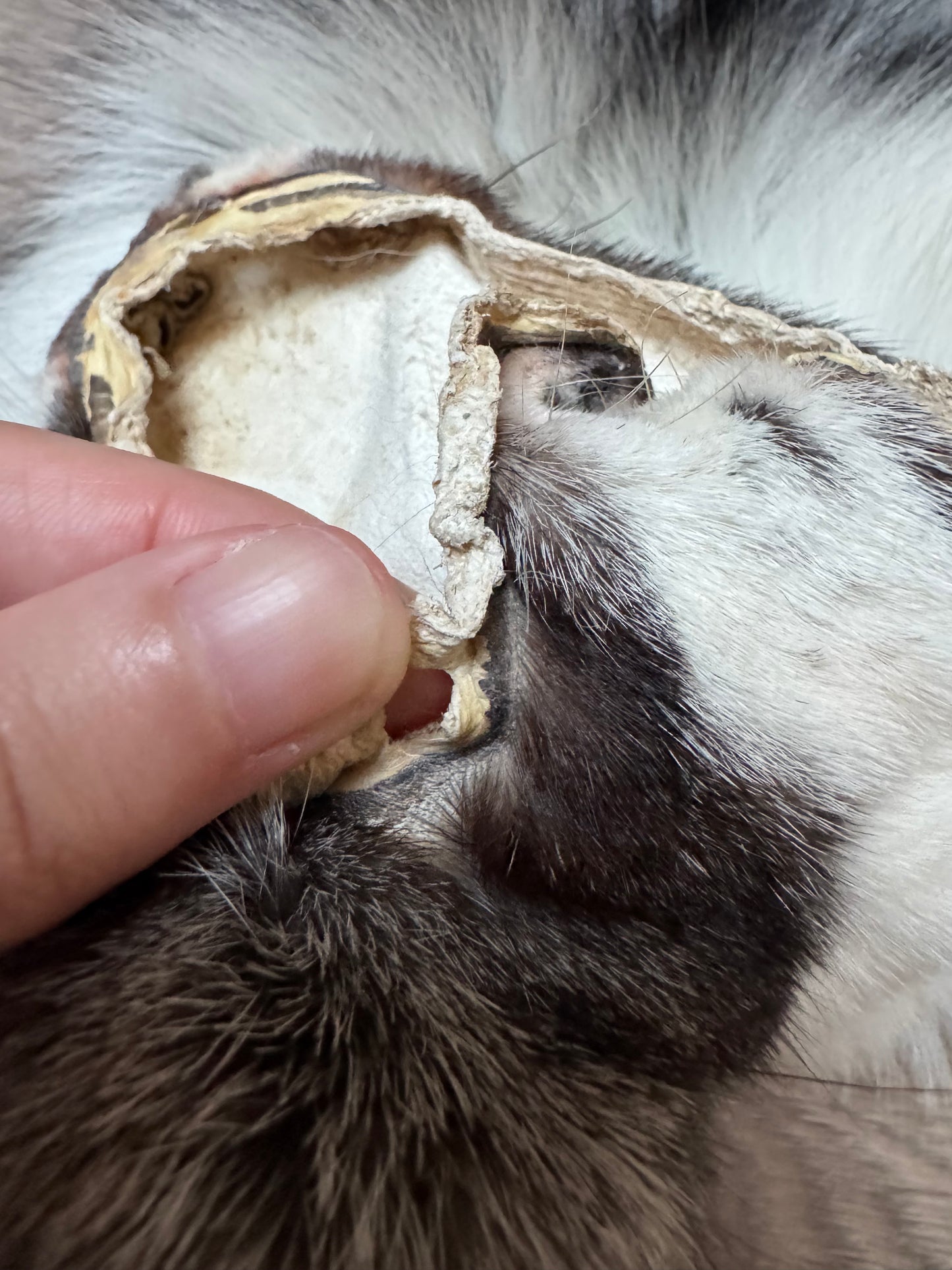 Male Silver Ringneck fox mountable pelt (tag 42)