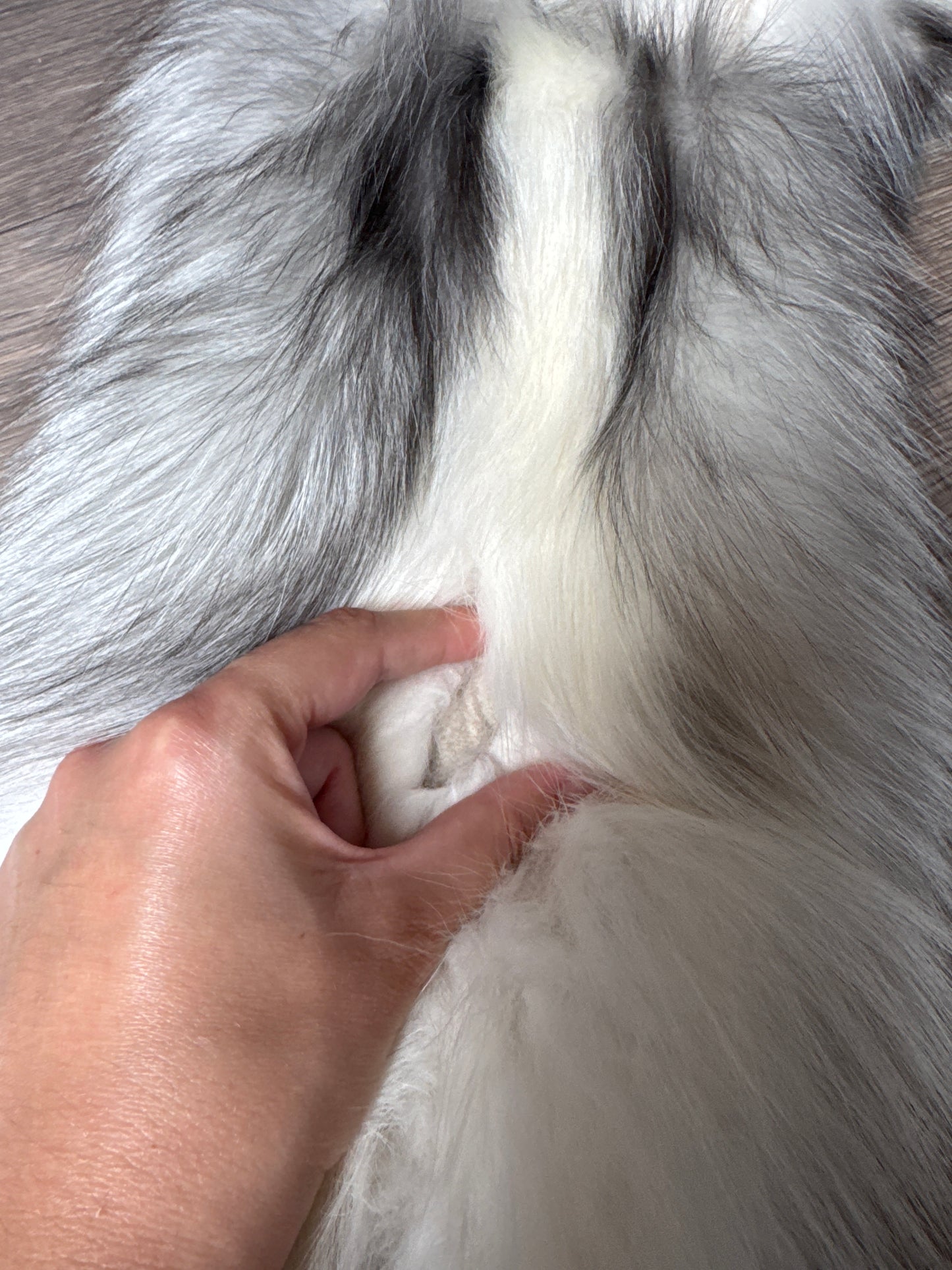 Platinum fox pelt (3)