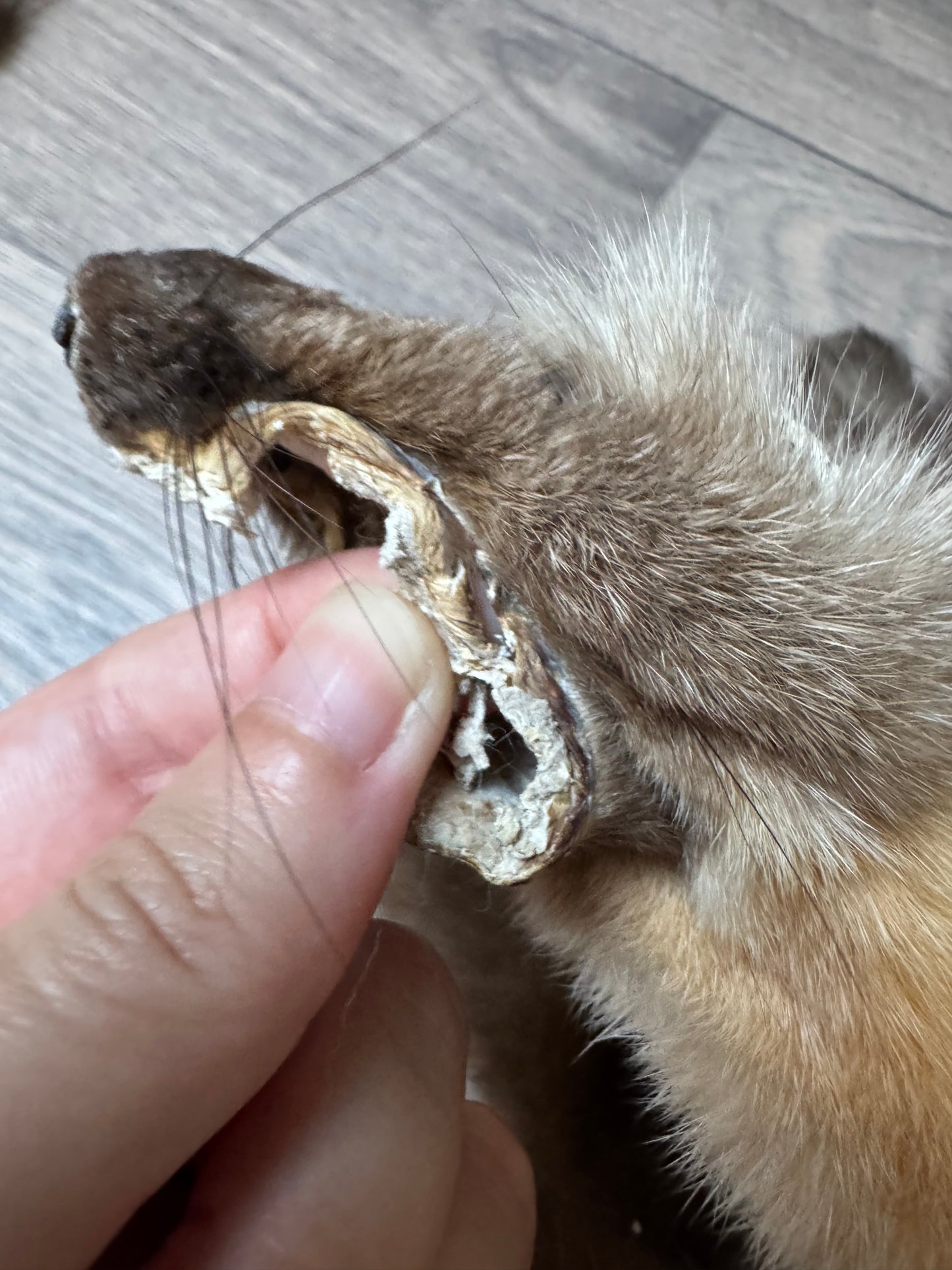 Male pine marten mountable pelt (1)