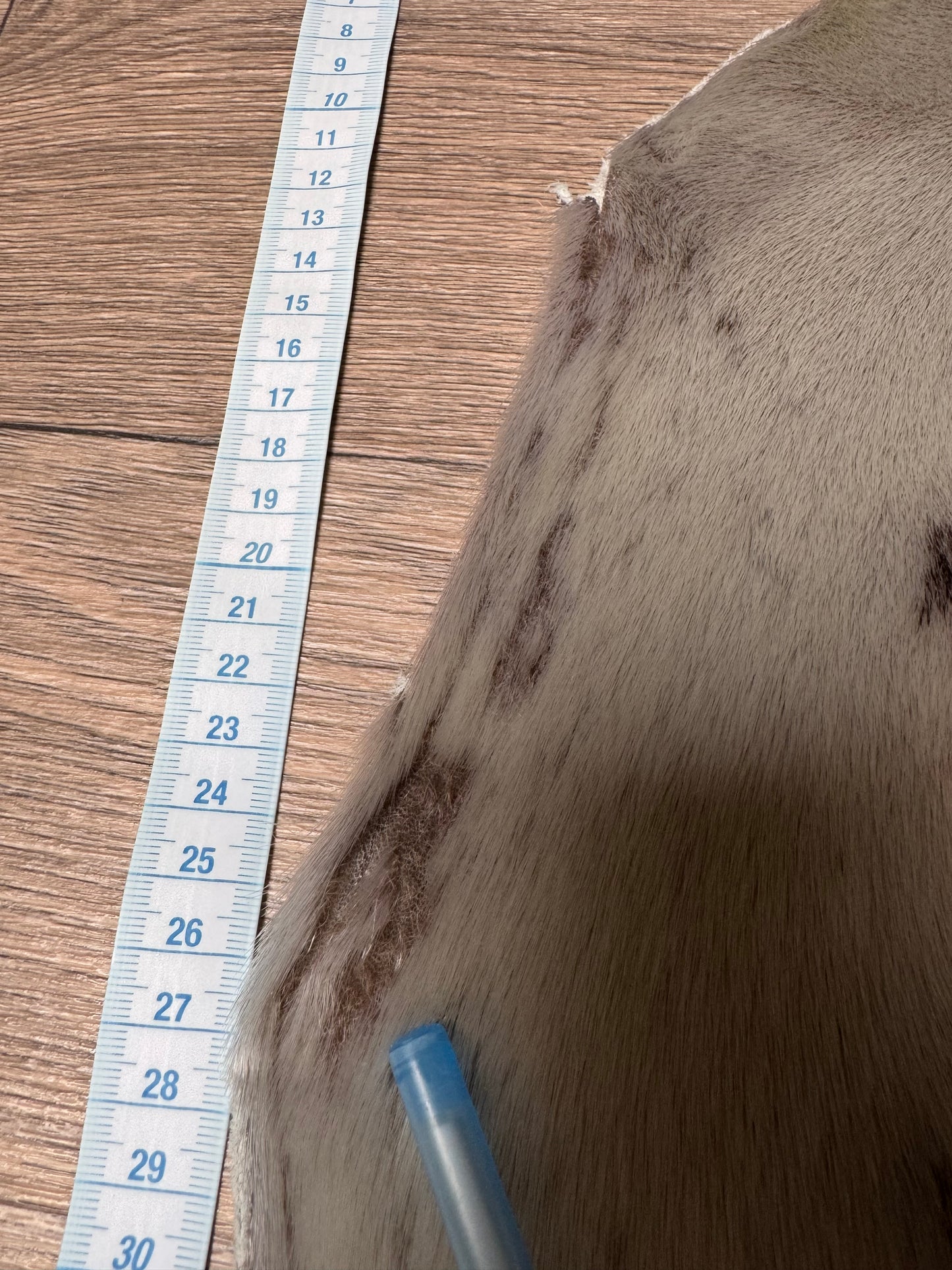 Harp seal skin (7)