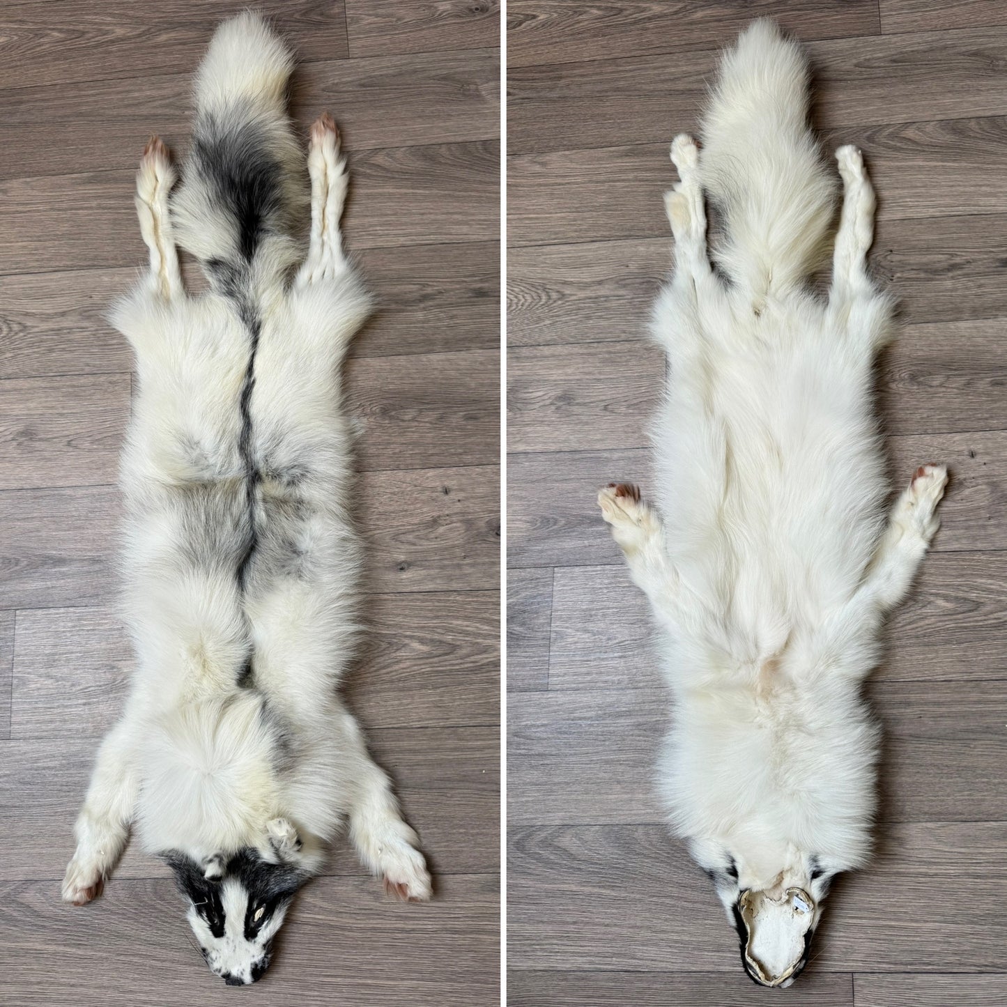 Male Arctic Marble fox mountable pelt (tag 67)