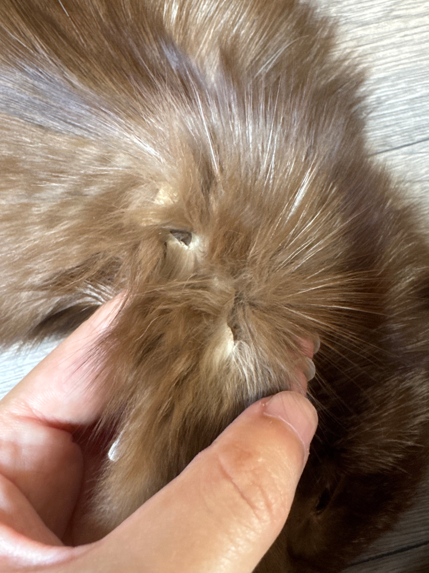 Burgundy fox pelt (4)