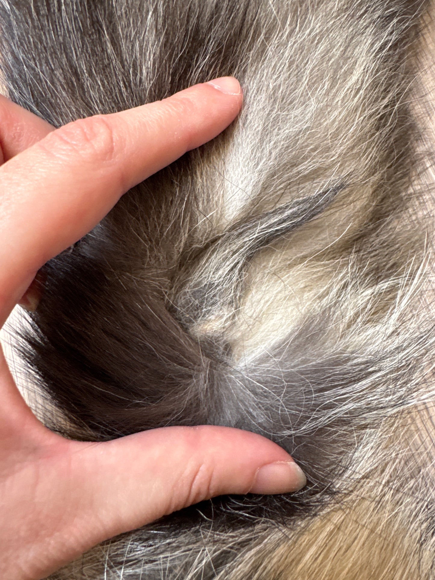 Cross Whitemark fox pelt (3)