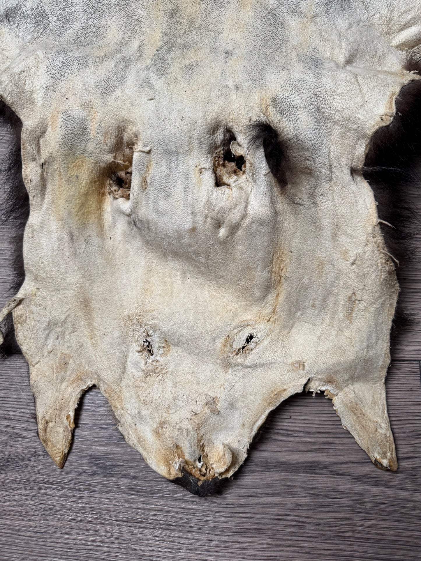 Black bear hide (2)