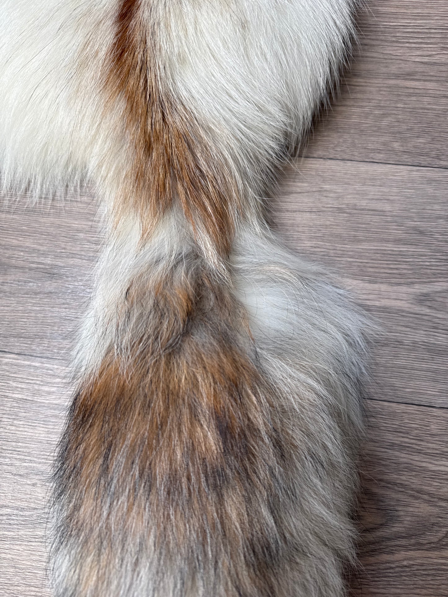 Sun Glow fox pelt (26)