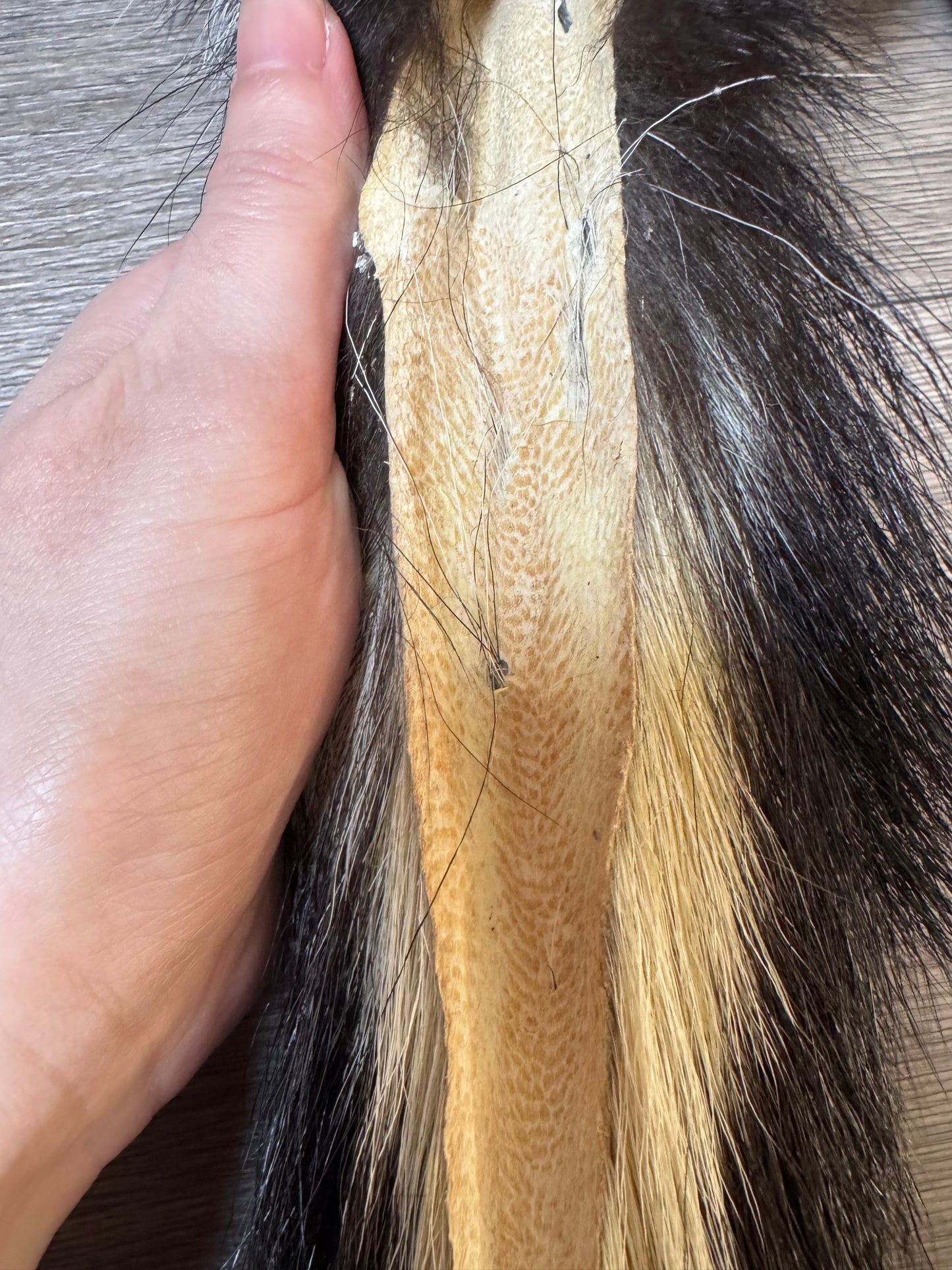 Male skunk mountable pelt (1)