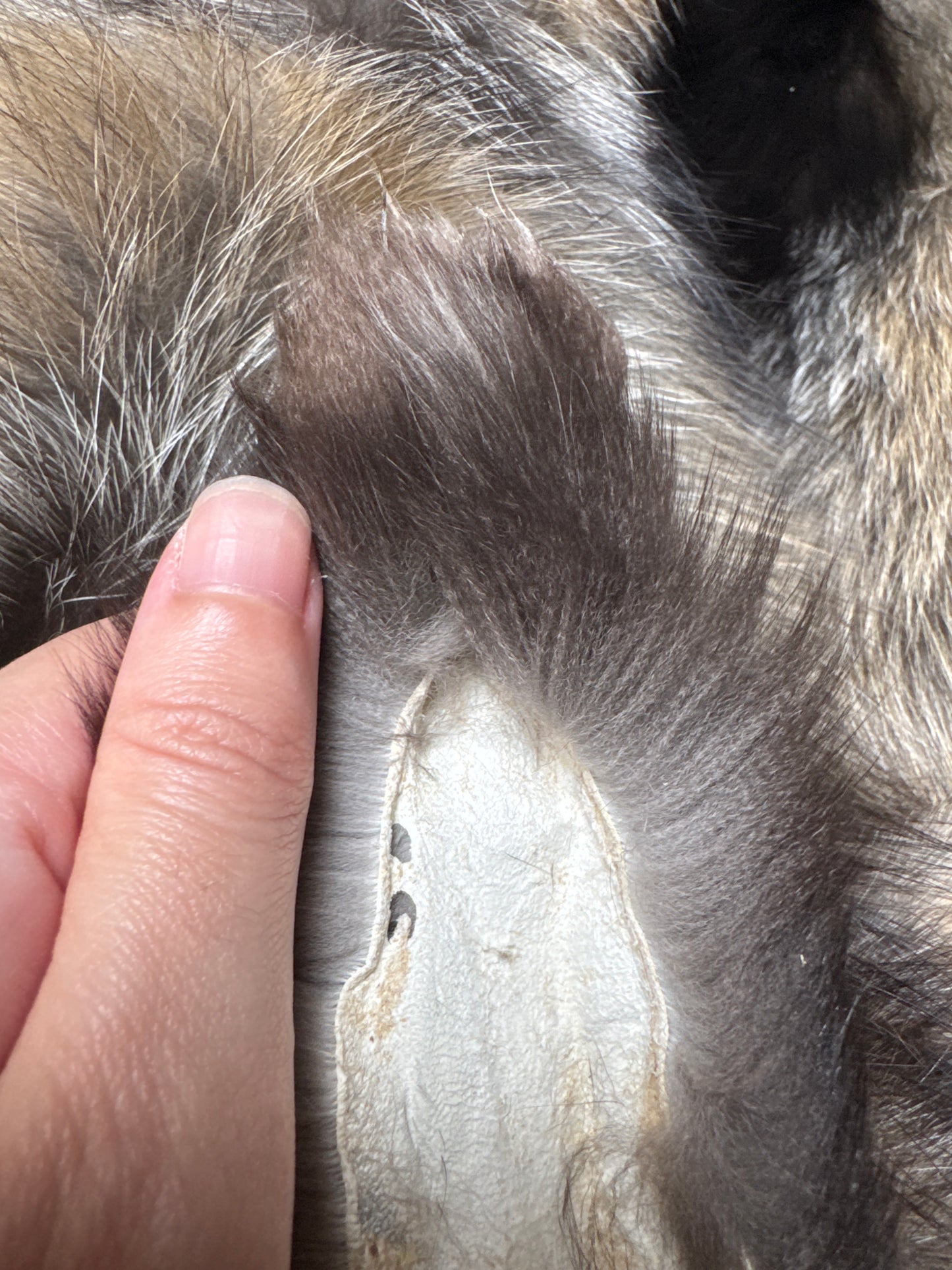 Female Cross mountable pelt (tag 127)