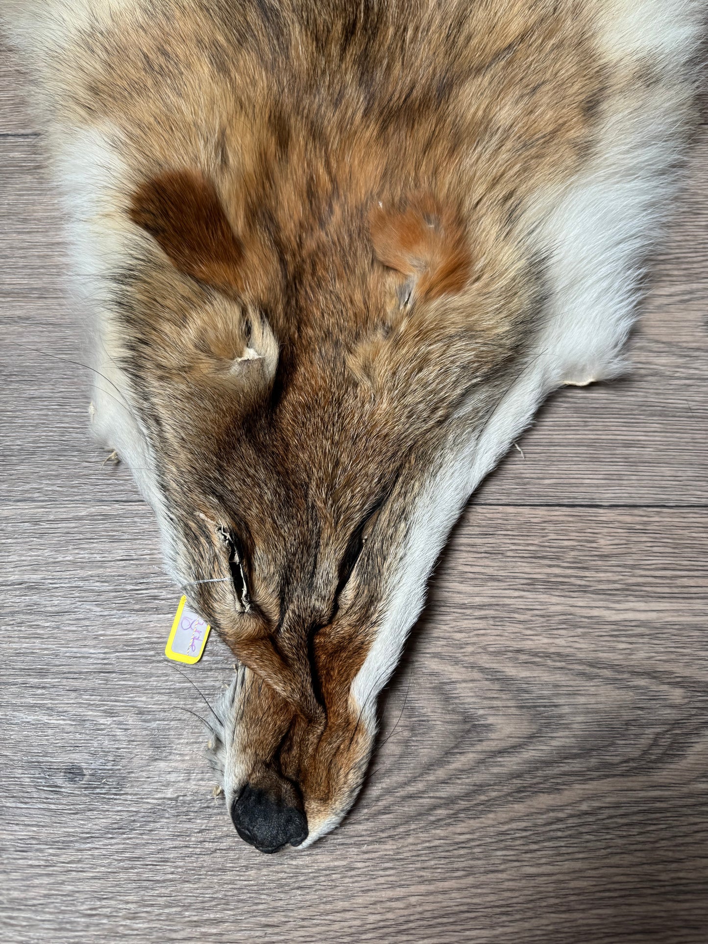 Coyote pelt (10)