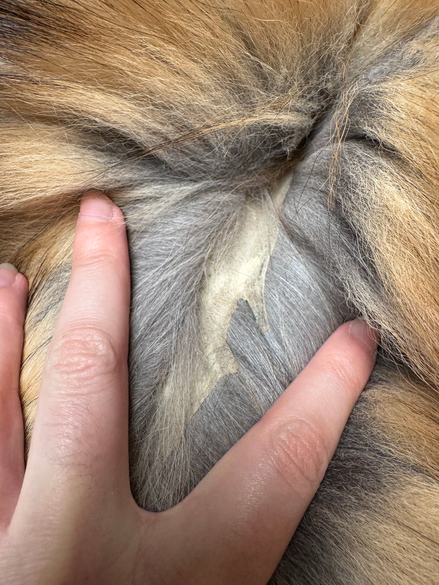 Gold fox pelt (9)