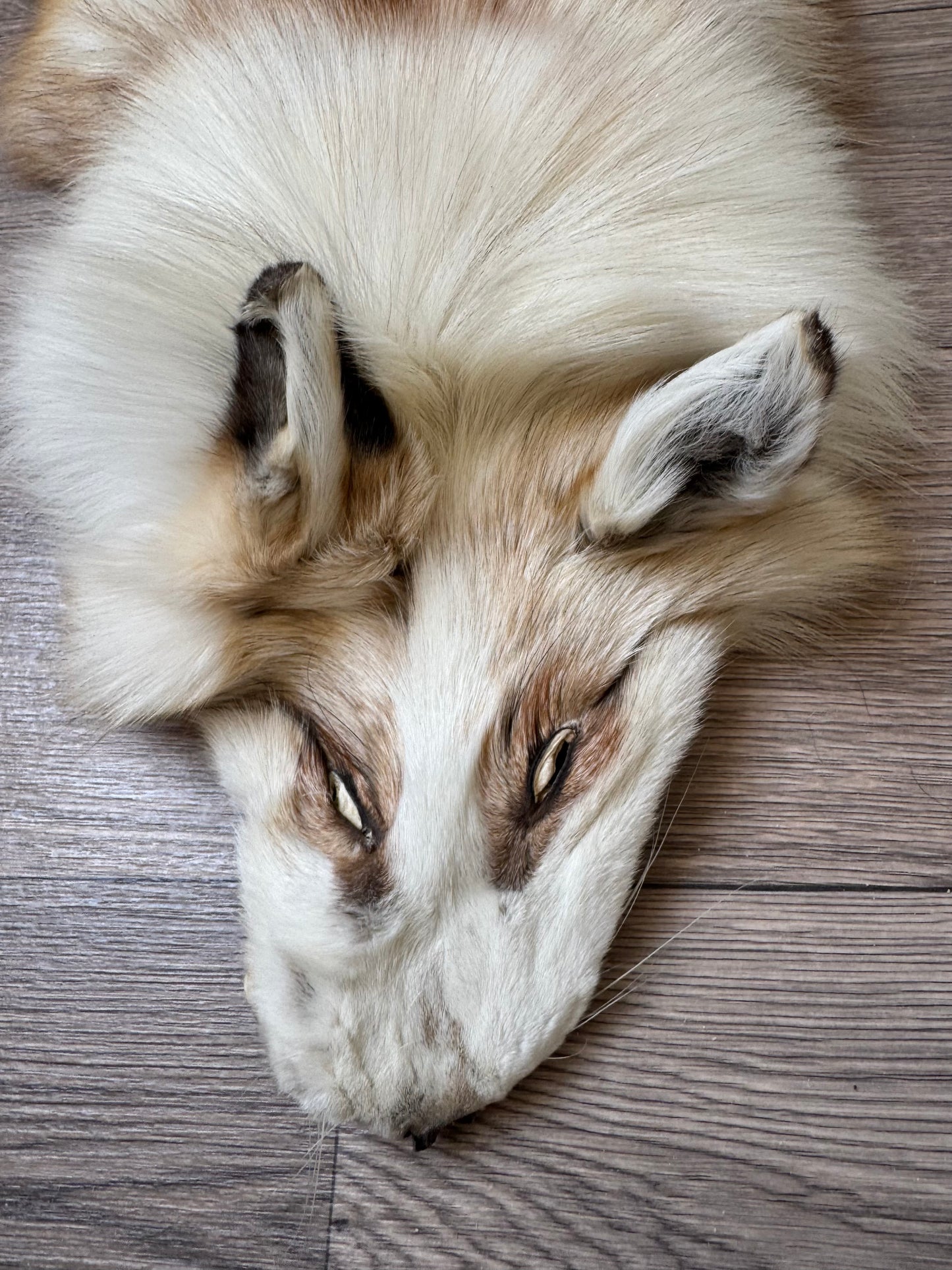 Male Gold Platinum fox mountable pelt (tag 21)