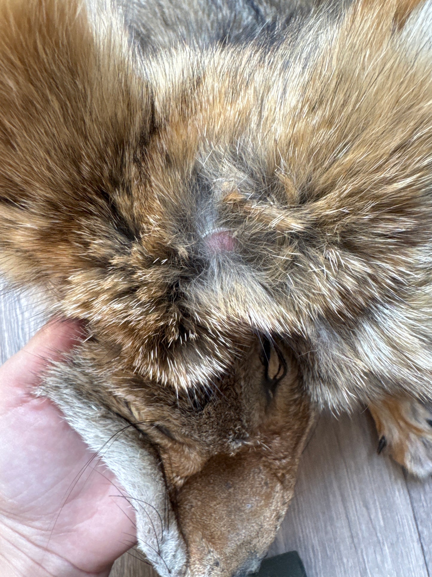 Female coyote mountable pelt (9)