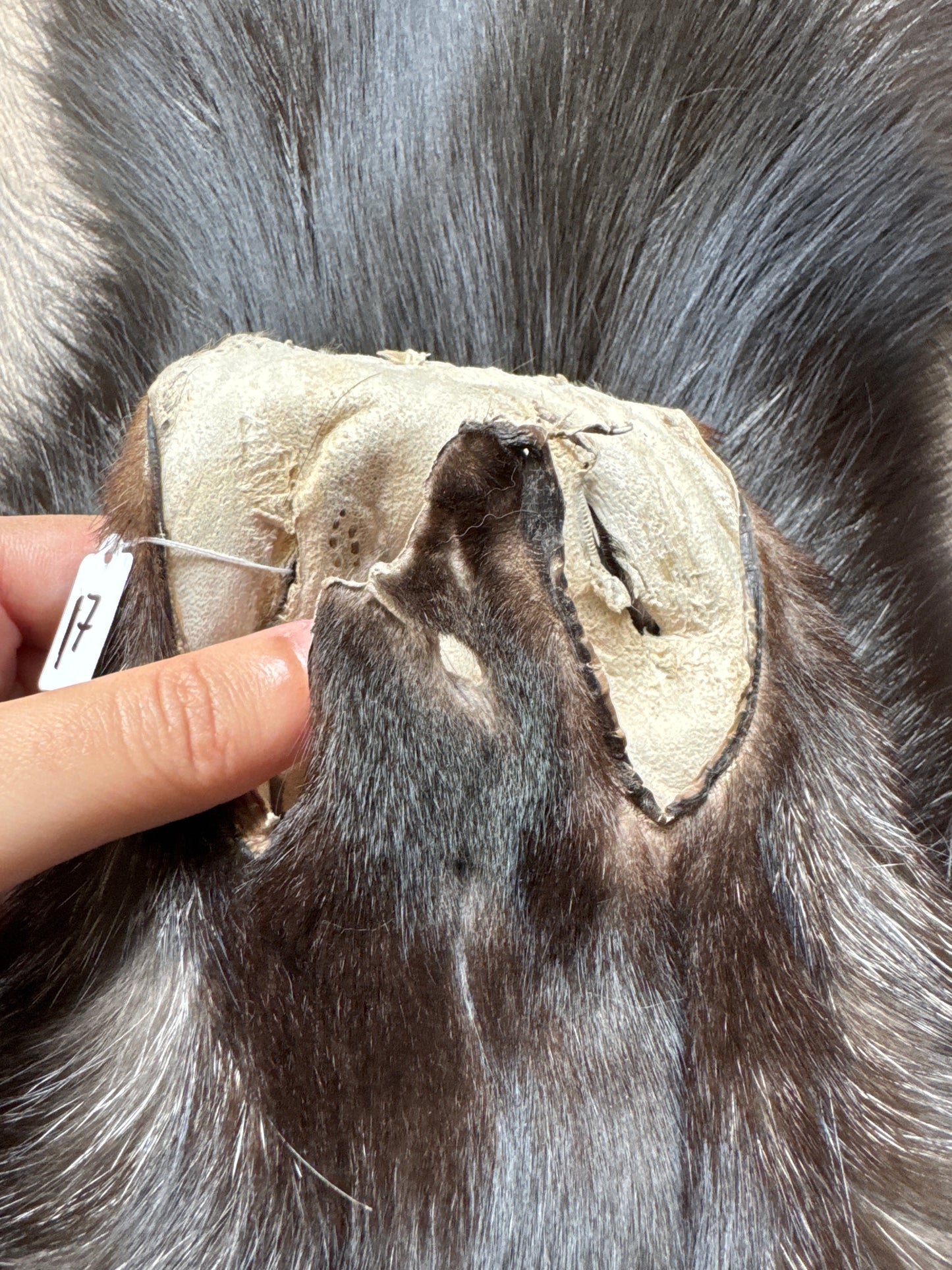 Silver fox pelt (17)