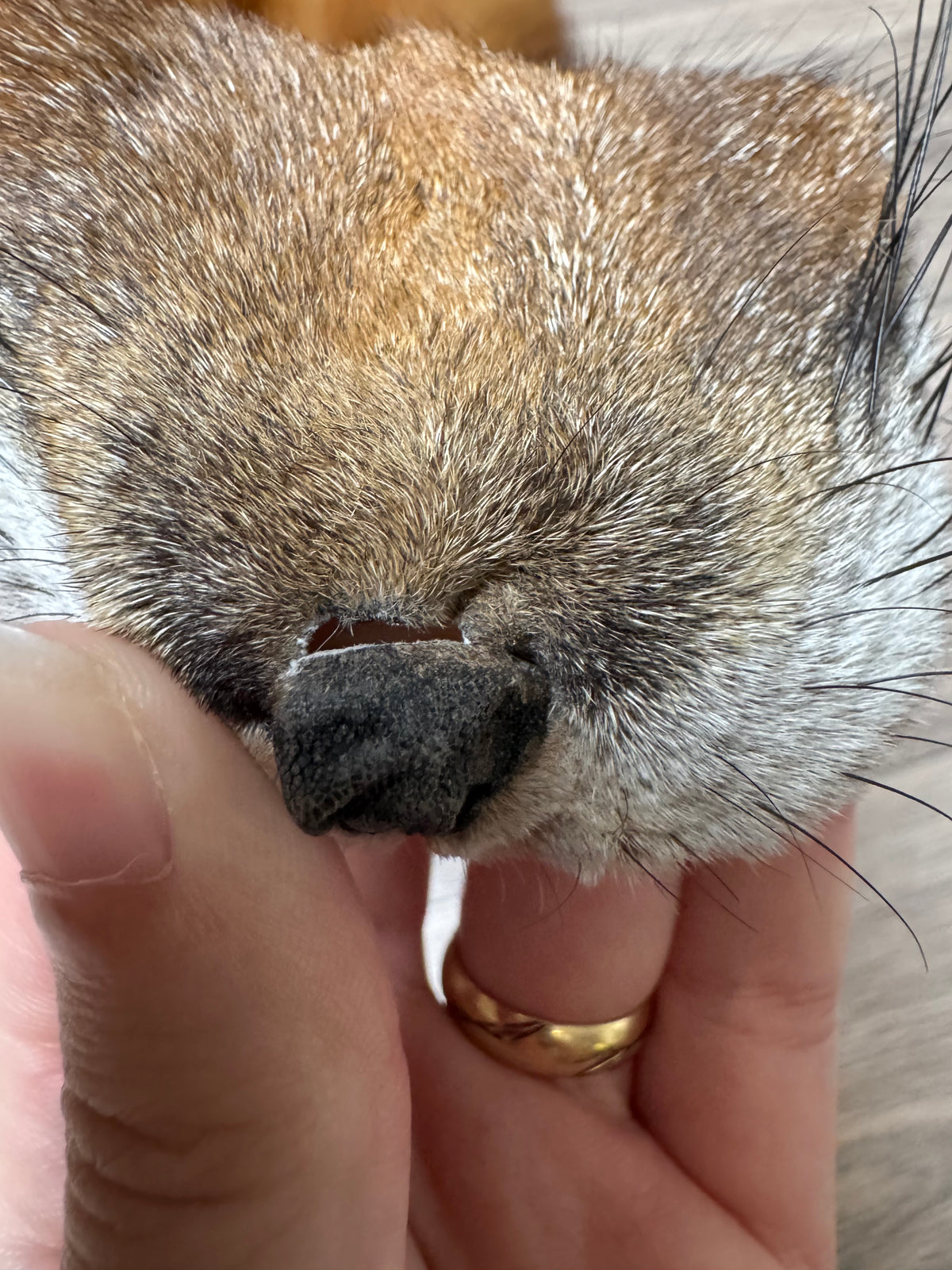 Gold fox pelt (43)
