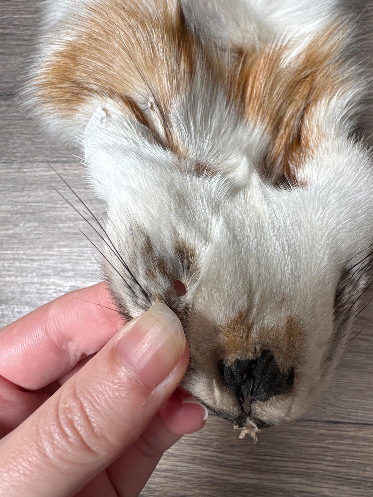 Sun Glow fox pelt (6)
