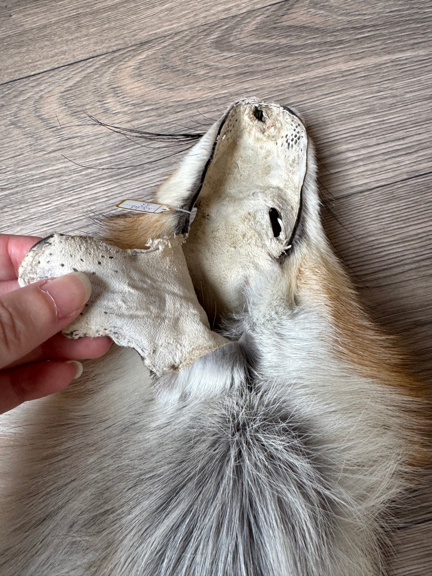 Gold fox pelt (33)