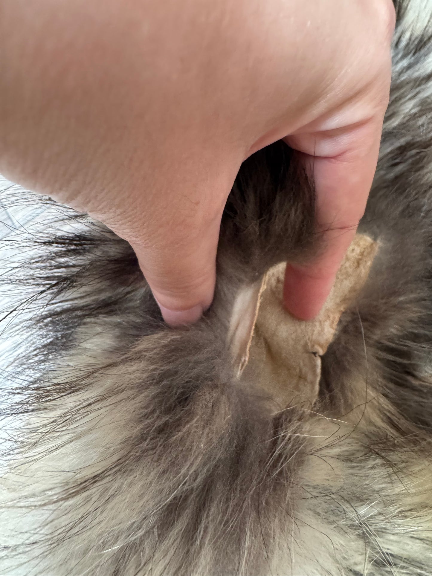 Tanuki pelt (10)
