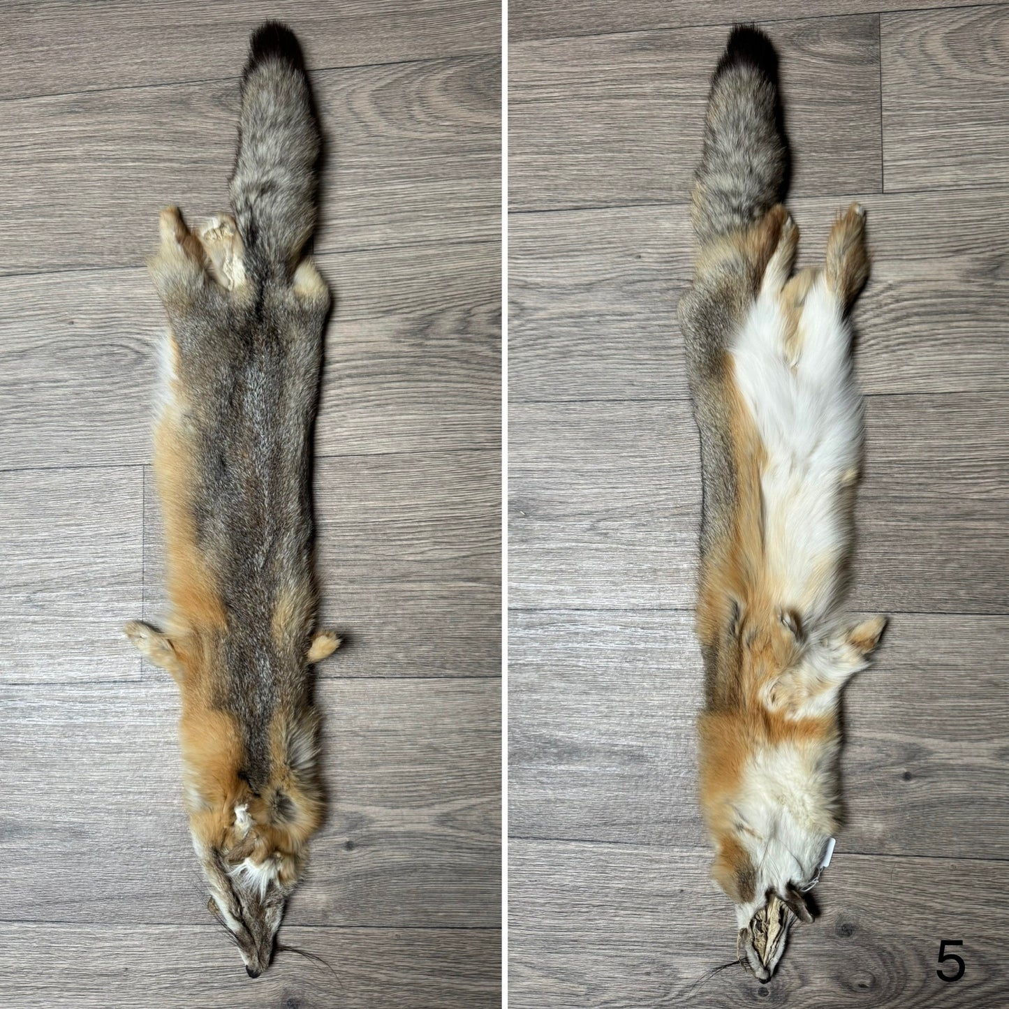 Swift fox pelt (5)