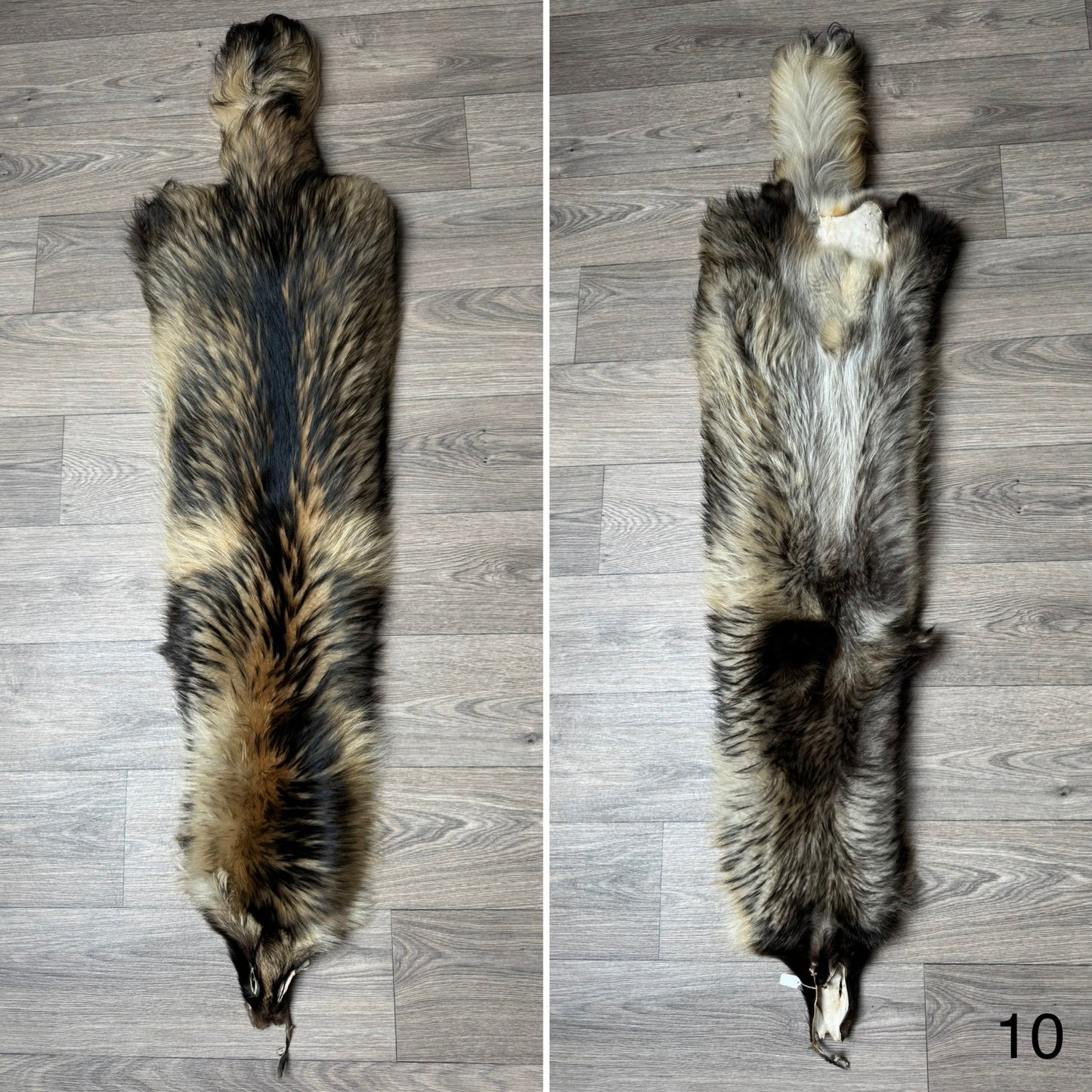 Tanuki pelt (10)