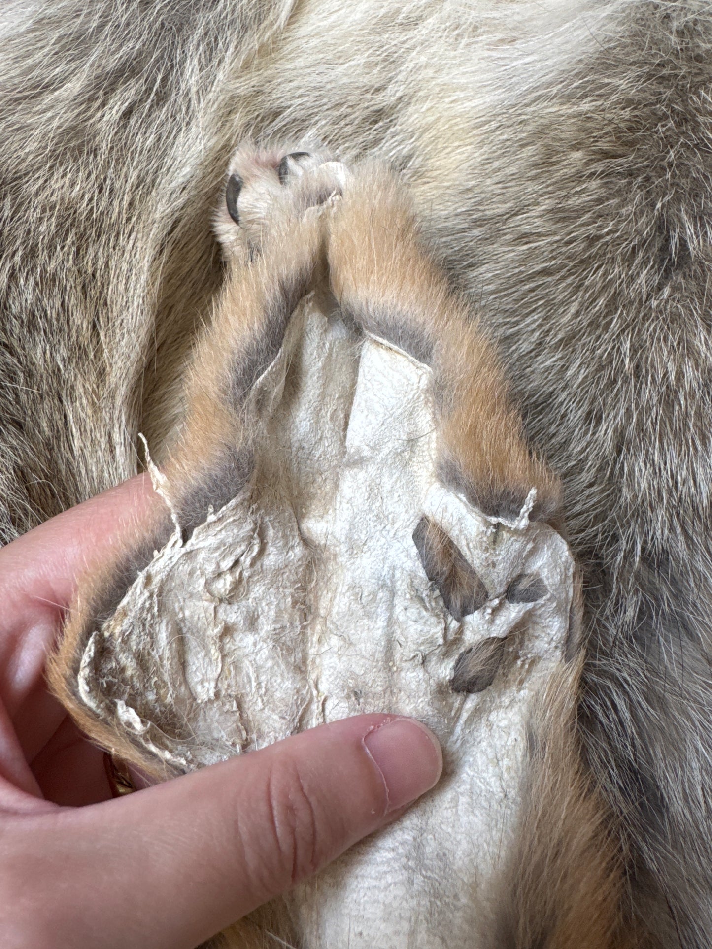 Male coyote mountable pelt (4)
