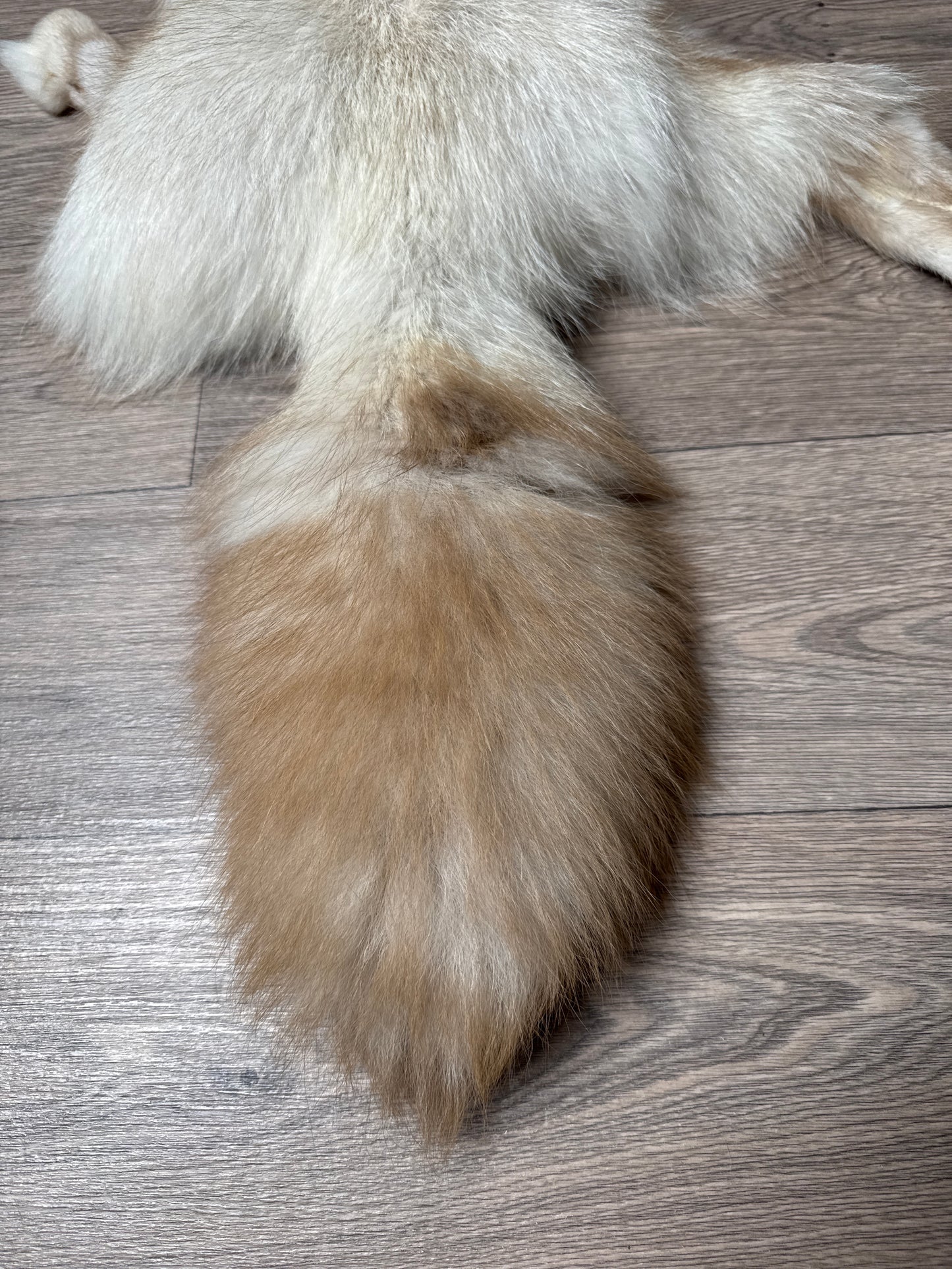 Smokey Snow Glow Whitemark fox pelt (4)