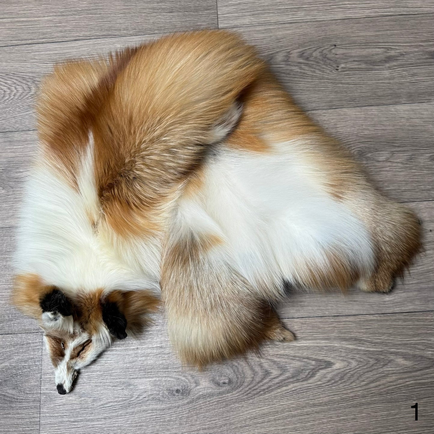 Gold Ringneck fox pelt (1)