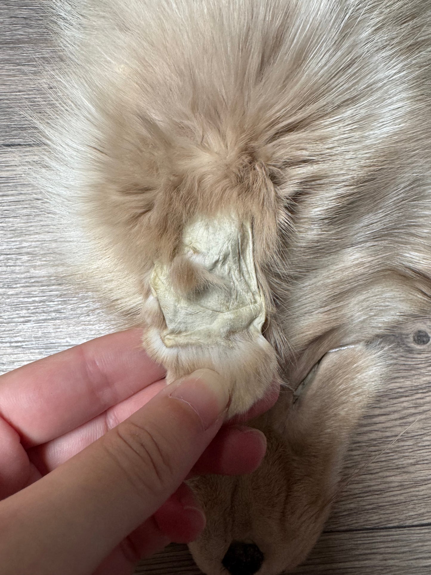 Amber fox pelt (7)