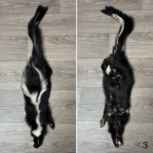 Female skunk mountable pelt (3)