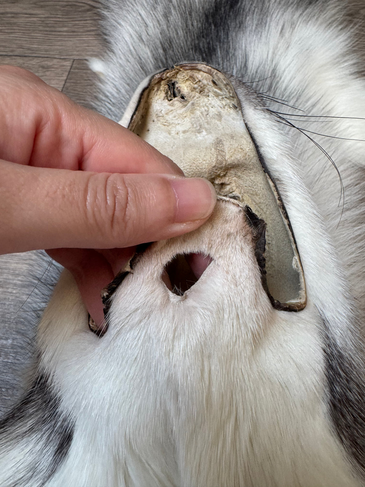 Marble Frost fox pelt (16)