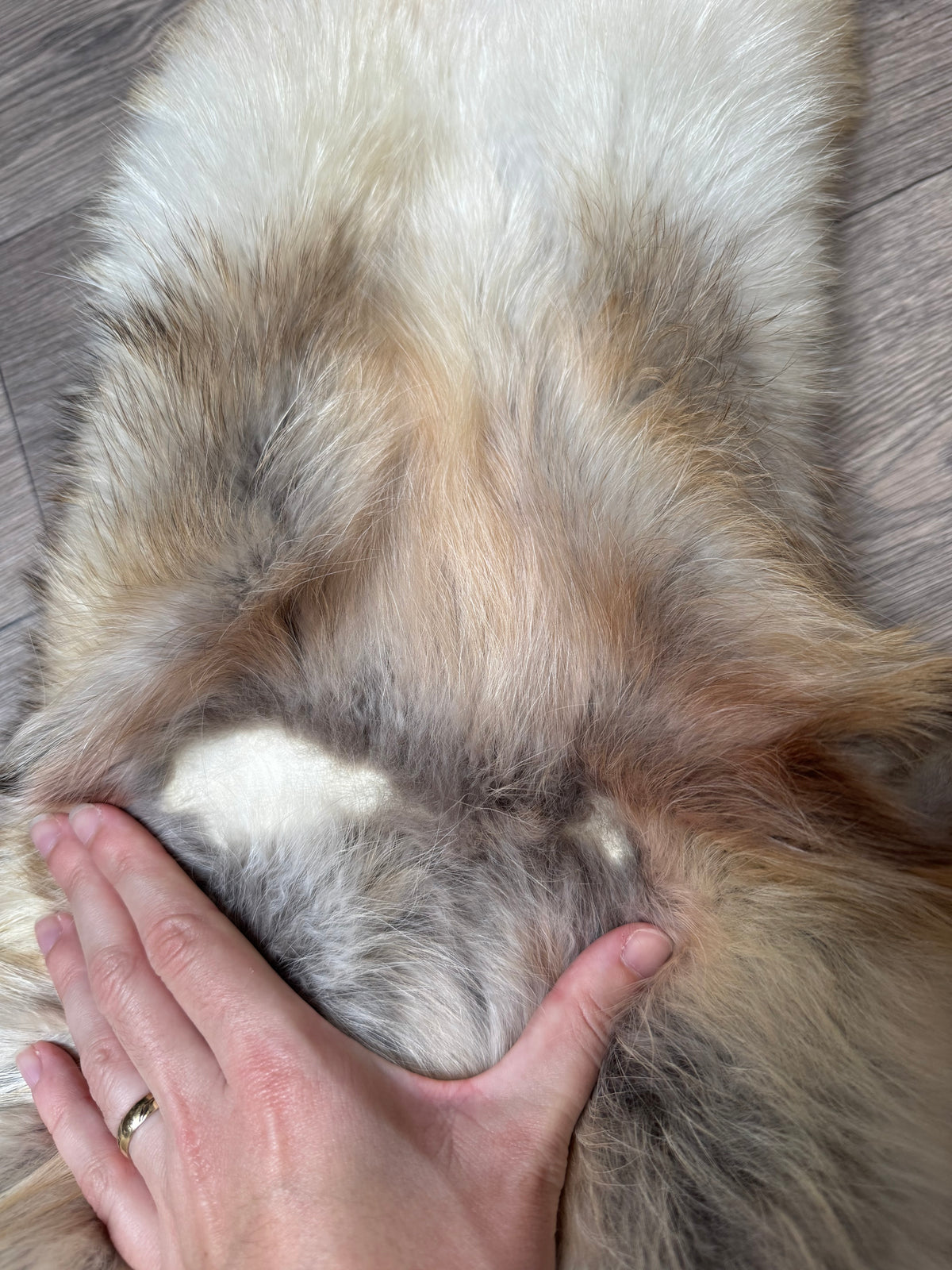 Arctic tanuki pelt (4)
