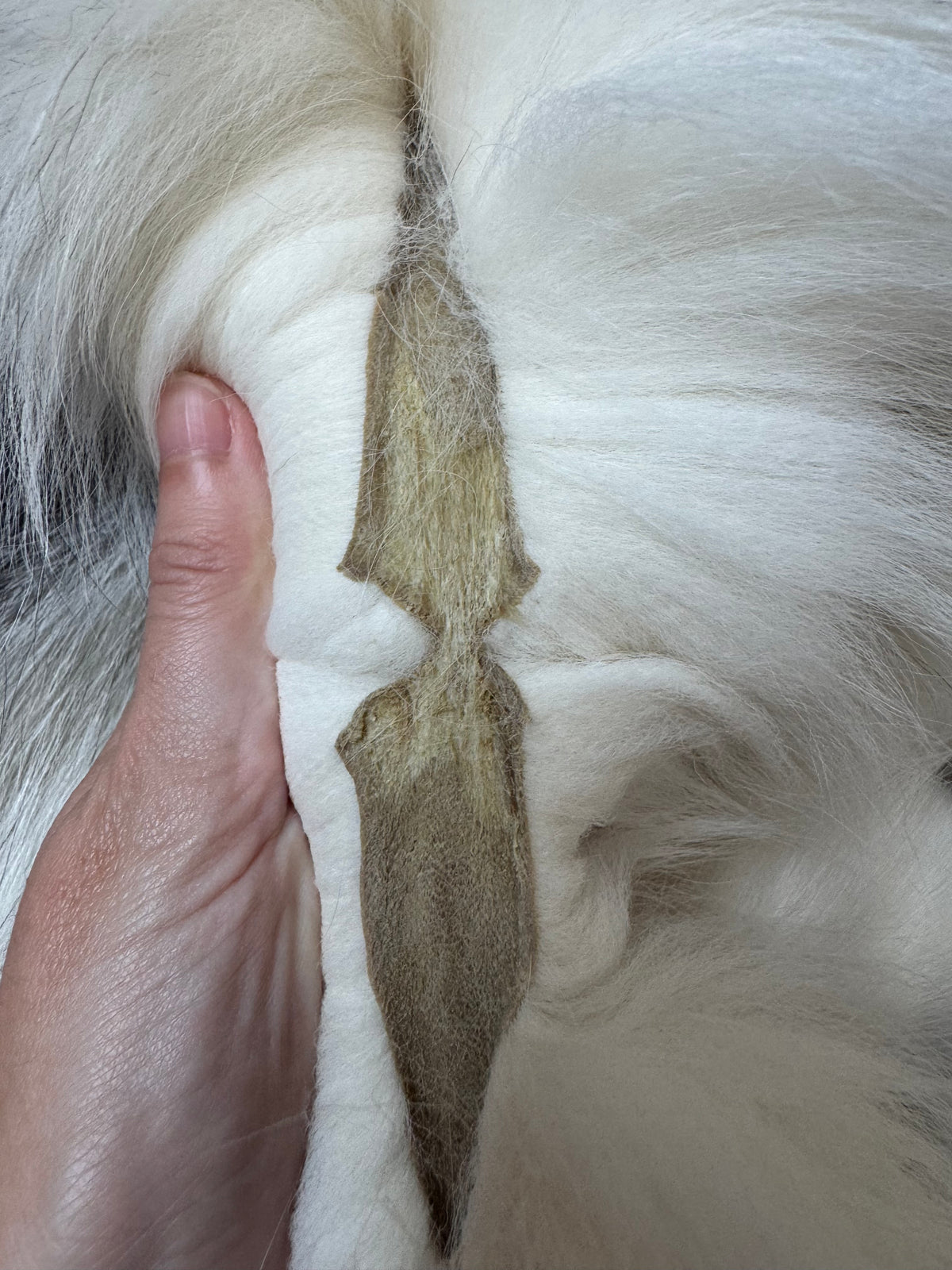 Marble Frost fox pelt (16)