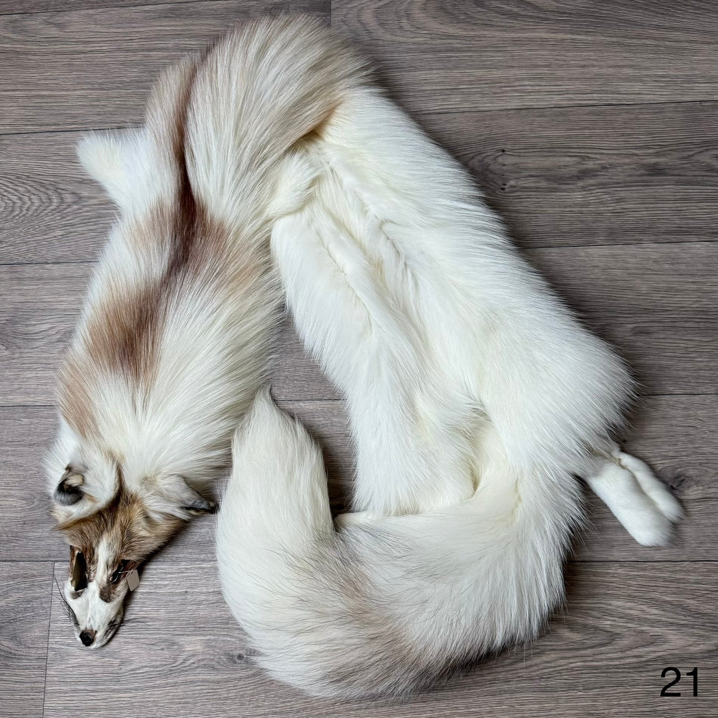 Sun Glow fox pelt (21)