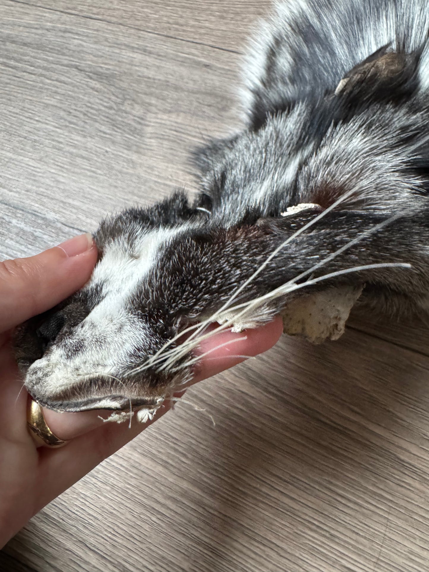 Silver Ringneck fox pelt (28)