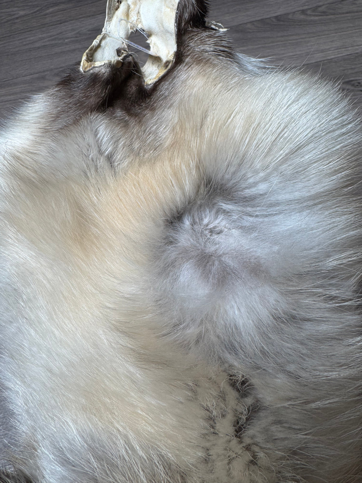 Arctic tanuki pelt (5)
