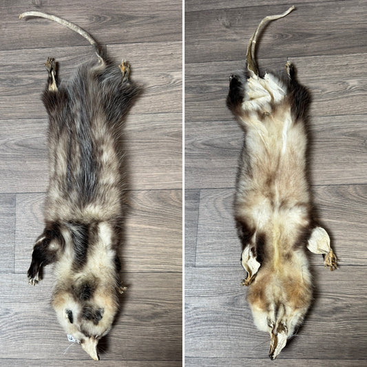 Male opossum mountable pelt (9)