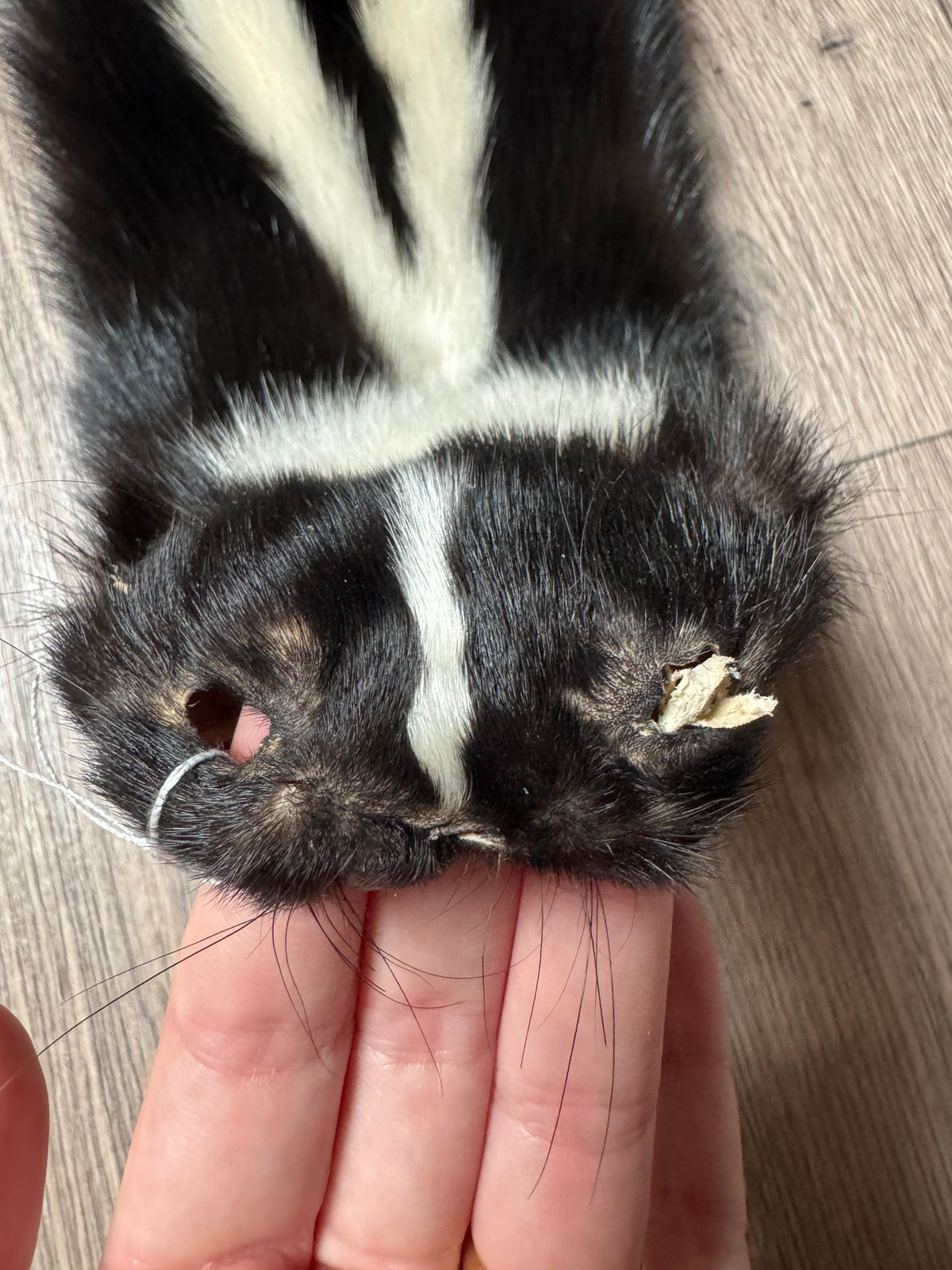 Skunk pelt (3)