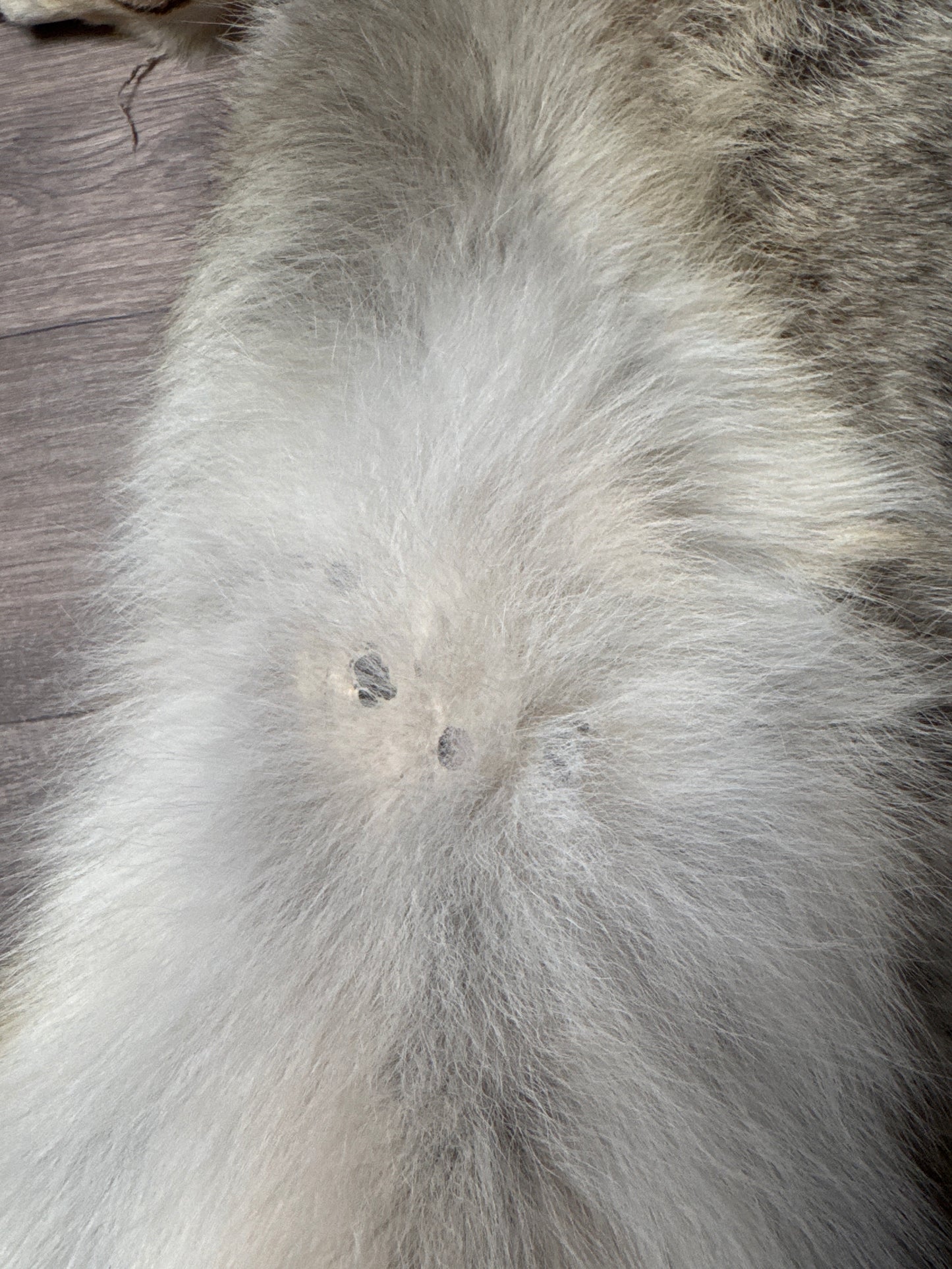 Male coyote mountable pelt (5)