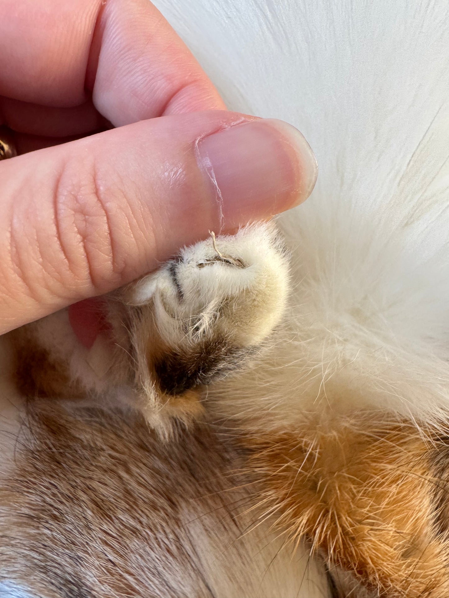 Male Sun Glow fox mountable pelt (tag 58)