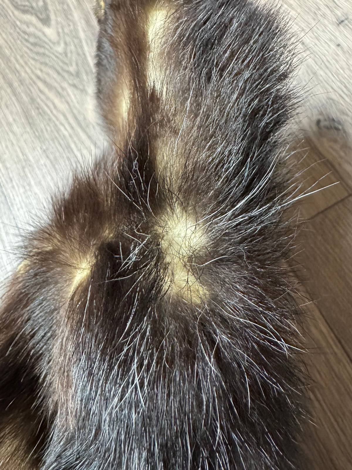 Skunk pelt (15)