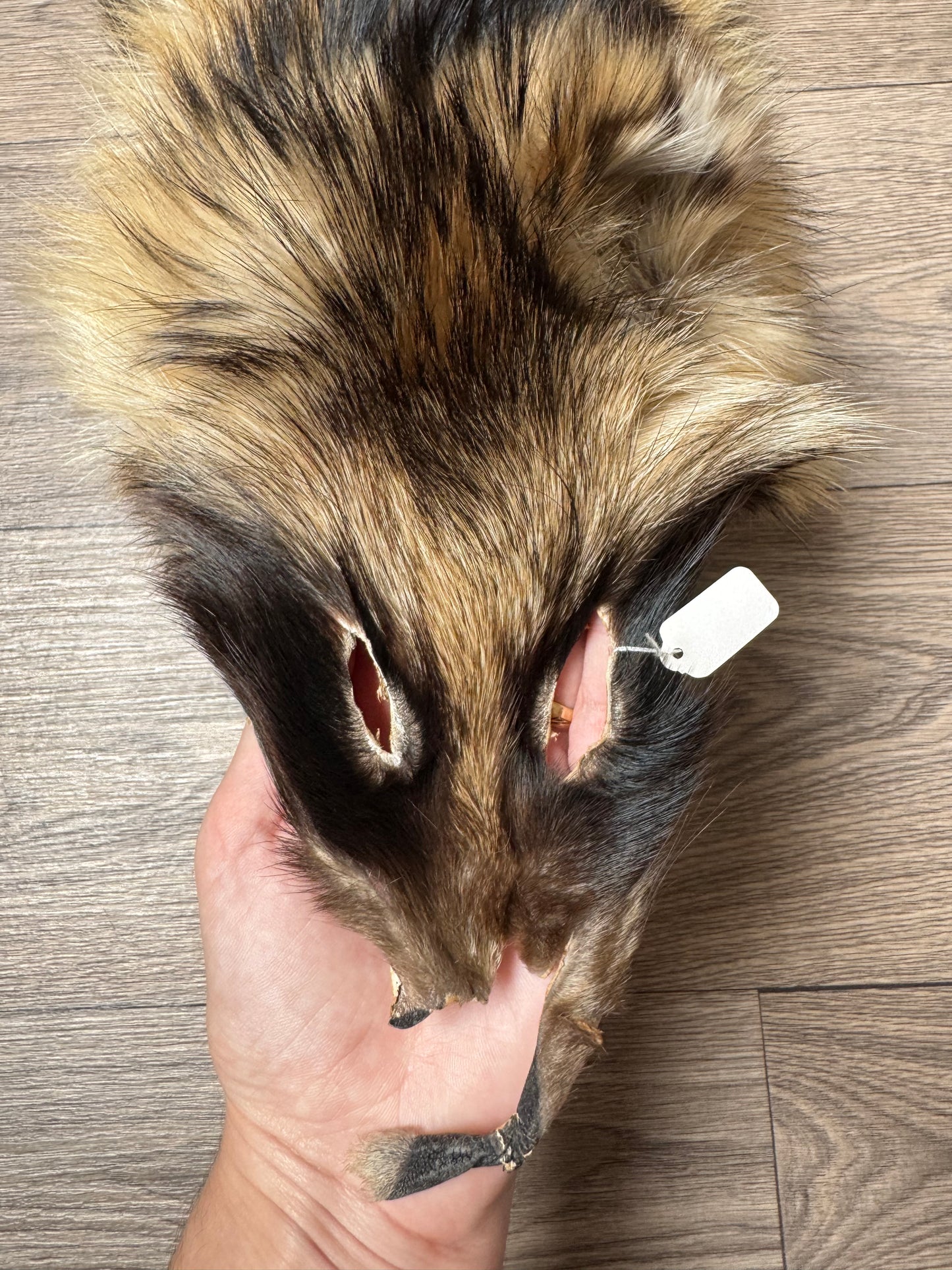 Tanuki pelt (10)