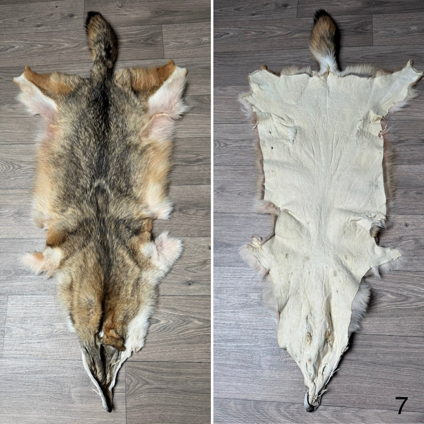 Coyote pelt (7)