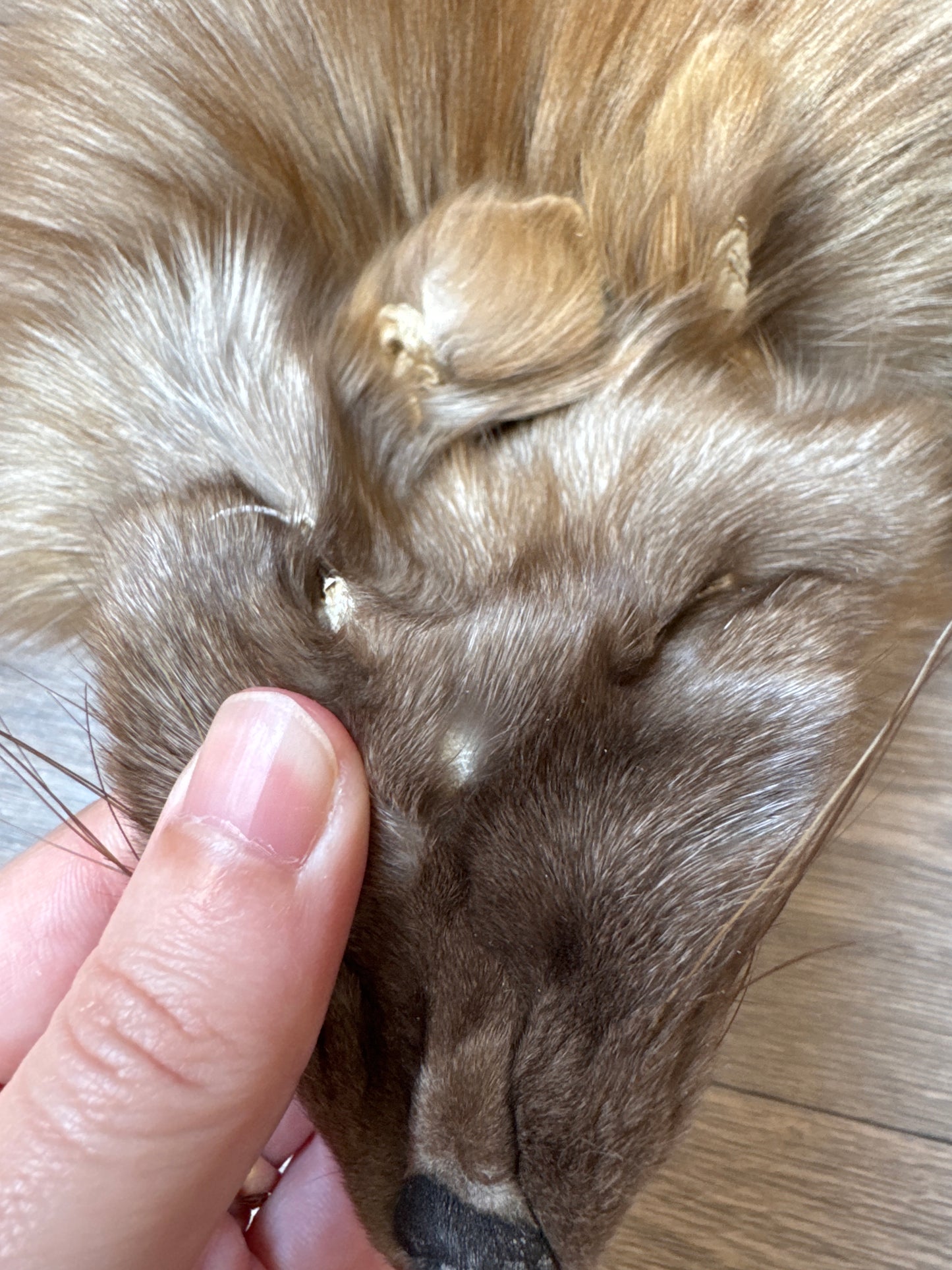 Polish Pastel fox pelt (4)