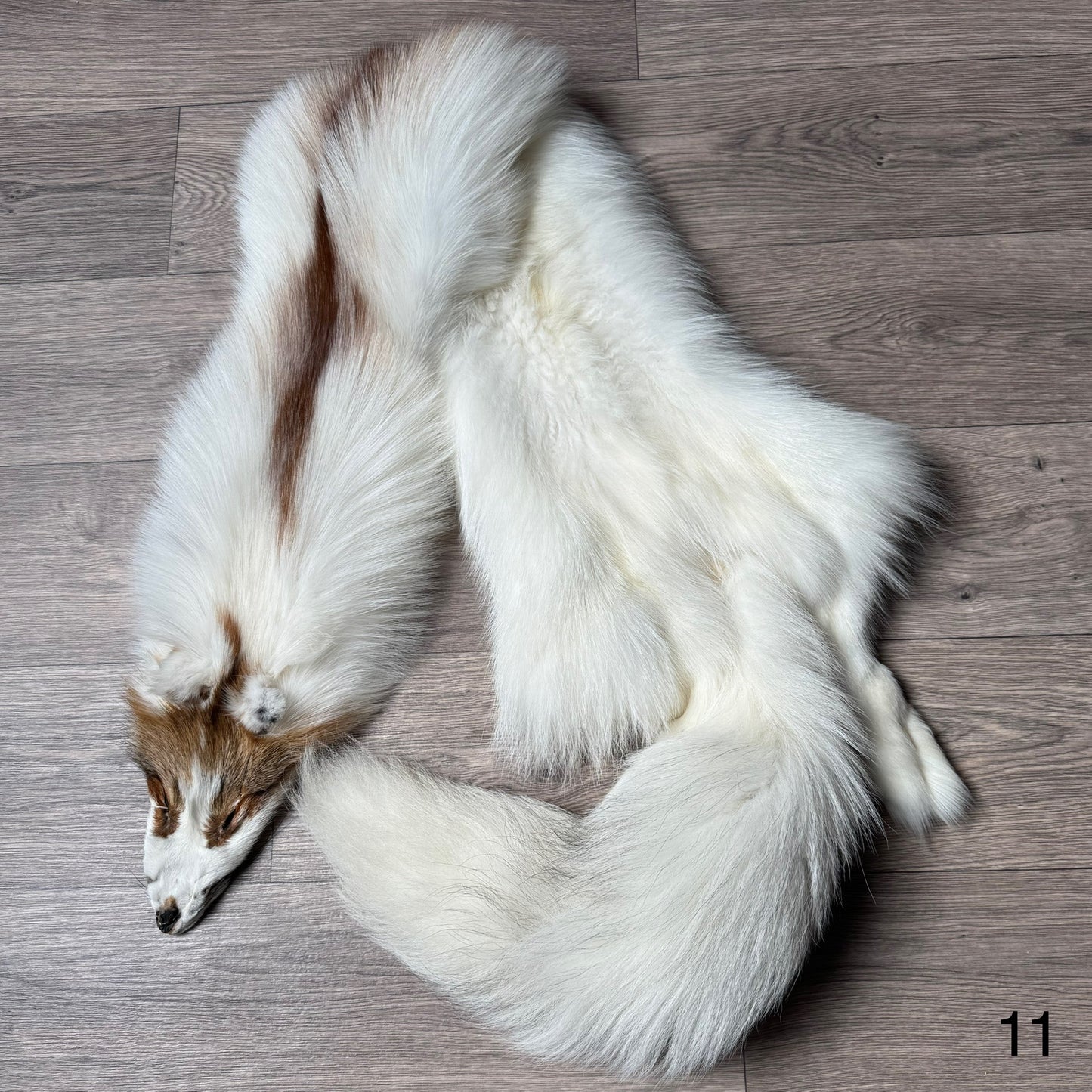 Sun Glow fox pelt (11)