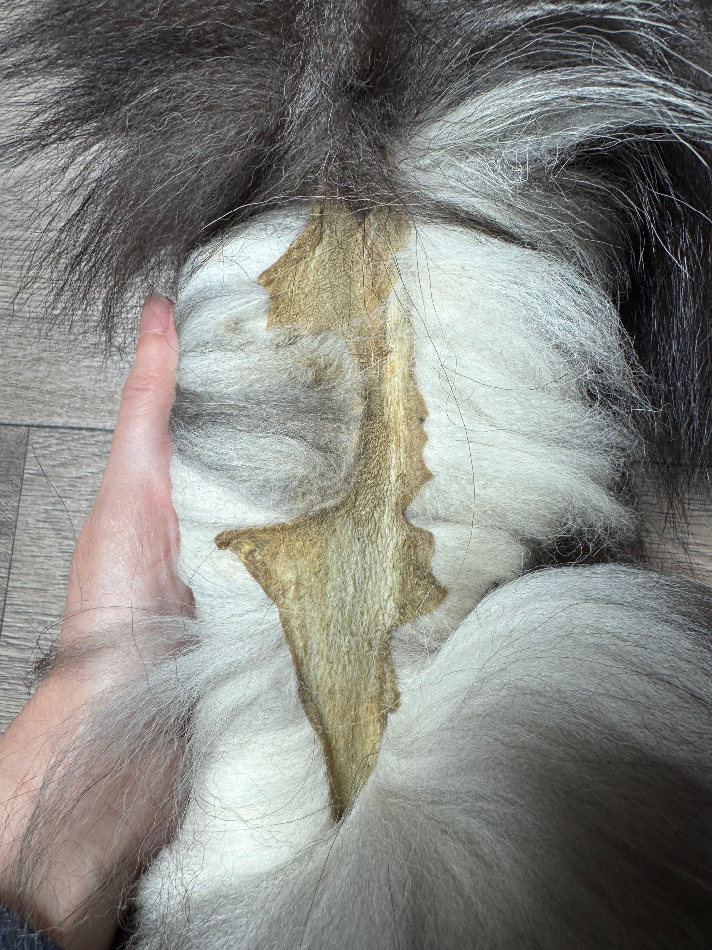Silver fox pelt (10)