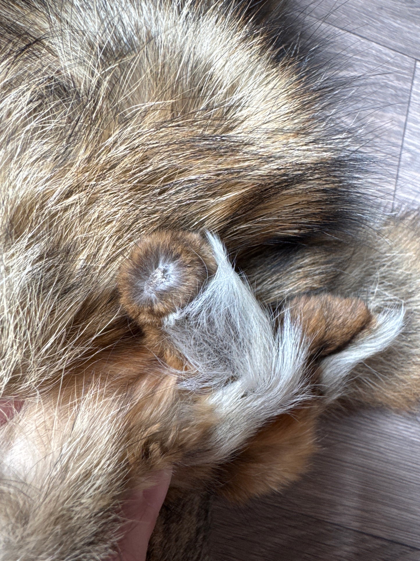 Male coyote mountable pelt (1)