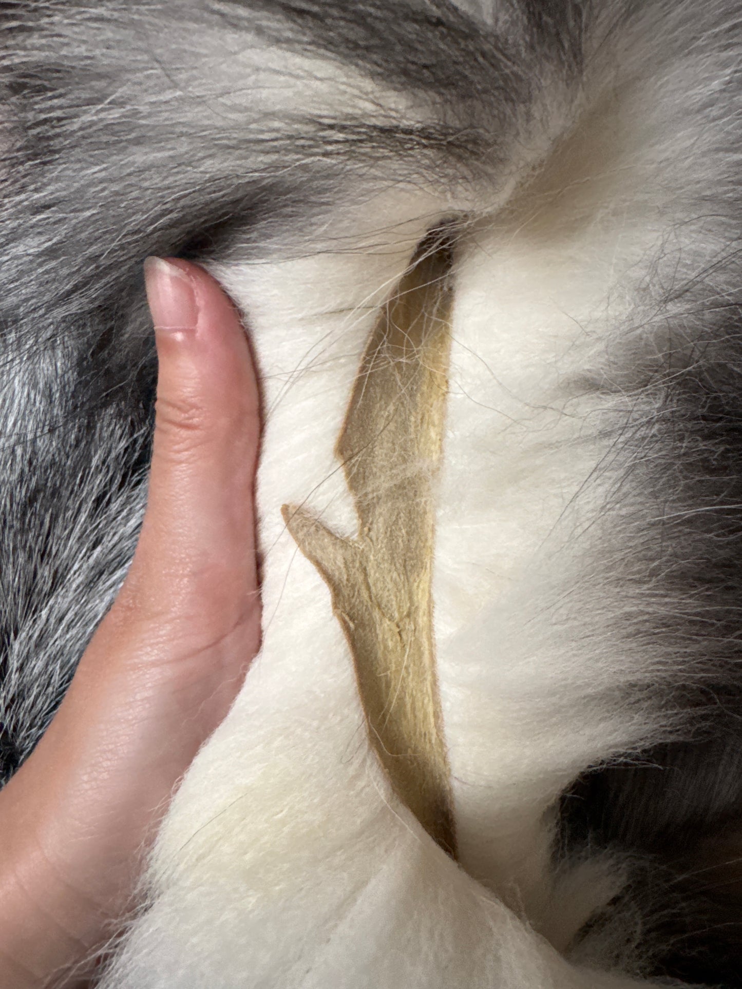 Silver Ringneck fox pelt (26)
