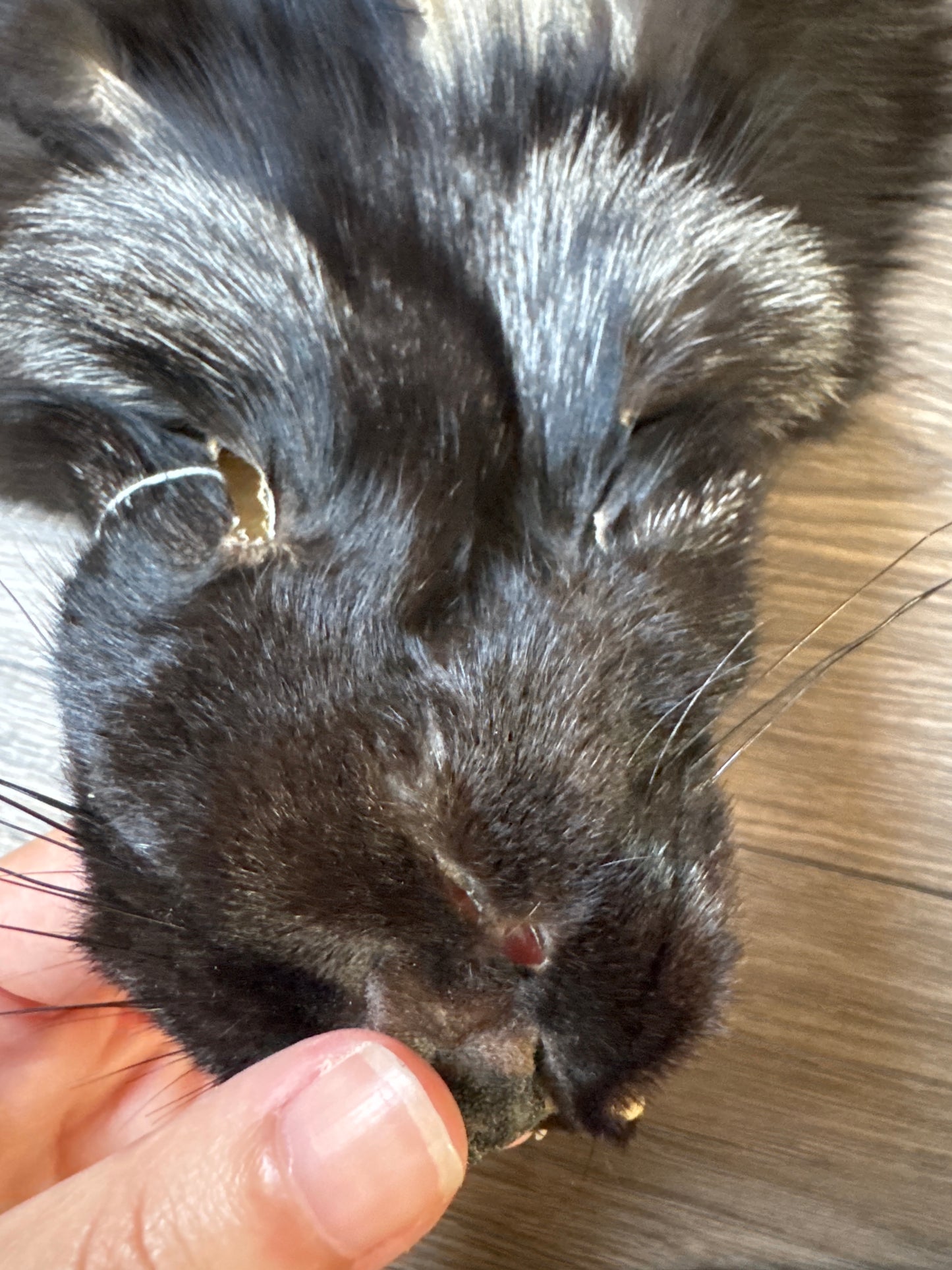 Silver fox pelt (12)